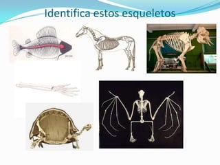 Identifica estos esqueletos
 