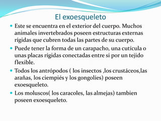 El exoesqueleto
 Este se encuentra en el exterior del cuerpo. Muchos
animales invertebrados poseen estructuras externas
rígidas que cubren todas las partes de su cuerpo.
 Puede tener la forma de un carapacho, una cutícula o
unas placas rígidas conectadas entre si por un tejido
flexible.
 Todos los antrópodos ( los insectos ,los crustáceos,las
arañas, los ciempiés y los gongolíes) poseen
exoesqueleto.
 Los moluscos( los caracoles, las almejas) tambien
poseen exoesqueleto.
 