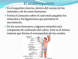 El endoesqueleto
 Es el esqueleto interno, dentro del cuerpo de los
animales y de los seres humanos.
 Forma el armazón sobre el cual están pegados los
músculos y los ligamentos que permiten el
movimiento.
 En los seres humanos y algunos animales está
compuesto de carbonato del calcio. Esté es el mismo
materia que forma el exoesqueleto de los corales.
 