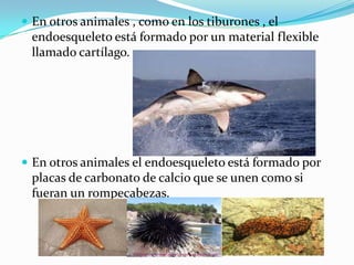  En otros animales , como en los tiburones , el
endoesqueleto está formado por un material flexible
llamado cartílago.
 En otros animales el endoesqueleto está formado por
placas de carbonato de calcio que se unen como si
fueran un rompecabezas.
 