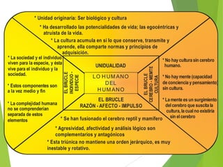 * Unidad originaria: Ser biológico y cultura

* Estos componentes son
a la vez medio y fin

UNIDUALIDAD
EL BRUCLE
INDIVIDUO ESPECIE

* La sociedad y el individuo
viven para la especie, y ésta
vive para el individuo y la
sociedad.

LO H U M AN O
D EL
H U M AN O

EL BRUCLE
CEREBRO - MEMTE
CULTURA

* Ha desarrollado las potencialidades de vida; las egocéntricas y
atruista de la vida.
* La cultura acumula en si lo que conserve, transmite y
aprende, ella comparte normas y principios de
adquisición.
* No hay cultura sin cerebro
humano.
* No hay mente (capacidad
de conciencia y pensamiento)
sin cultura.

EL BRUCLE
* La mente es un surgimiento
* La complejidad humana
del cerebro que suscita la
RAZÓN - AFECTO - IMPULSO
no se comprenderían
cultura, la cual no existiría
separada de estos
* Se han fusionado el cerebro reptil y mamífero sin el cerebro
elementos
* Agresividad, afectividad y análisis lógico son
complementarios y antagónicos
* Esta triúnica no mantiene una orden jerárquico, es muy
inestable y rotativo.

 