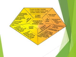 * Principio de unidad / diversidad
* Unidad / diversidad cerebrar, mental,
sicológica, afectiva, intelectual

* Somosseresinfantiles,
neuróticos, delirantessiendo
también racionales
* Somos seres infantiles,
neuróticos, delirantes siendo
O US
también racionales
OM E X
* El reto de la educación
es examen y el estudio
de la complejidad
humana

H PL
M
CO

El CAMPO
INDIVIDUAL
UNITAS MULTIPLES:
LA UNIDAD Y LA
DIVERSIDAD HUMANA

la
e de
SAPIENS
ombr dad es
* El h onali
la
DEMENS
e
raci bién el d , del mito
am tividad .
t
efec el delirio
n
yd
lació
na re o
u
* Hay nifiesta entre la ,
a
m terrada afecto
so quis, el el mito
si
gia,
la ma religión
y la

* Unidad / diversidad
en las lenguas

El
CAMPO
SOCIAL

* Somos generales por
el lenguaje y
separados por las
lenguas

D
S o * No hay socieda
d humana
arcaica
IDA Y IDUO
S
no tenga cuque
ER RAL DIV *
ltura
L
DIV LTU E IN a tra a cultura n
ves de l o existe
CU D D *
as cult
,
A
uras sino
El s
LID c singula er human
on
ry
oe
RA

tien
mú ti
s
U
d
P L fantae sueños e en sí gallaples,
smas y de
xias
in
y a satisfec , impu
des mores, hos de lsos
graci
a
d
a. bismo de eseos

 
