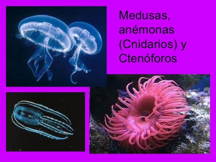 Los sistemas circulatorios en los animales