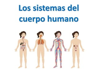 Los sistemas del
cuerpo humano
 