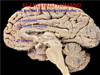 Los Sistemas De Representacion Visual Psicologia