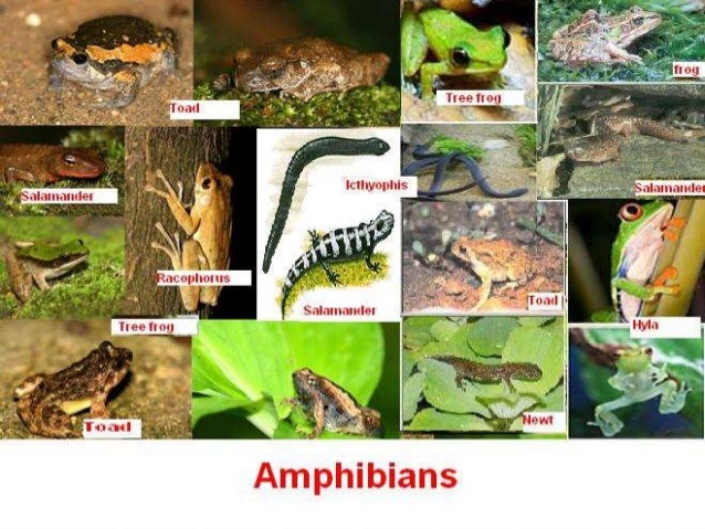 Loss Of Biodiversity global-biodiversity