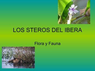 LOS STEROS DEL IBERA

      Flora y Fauna
 