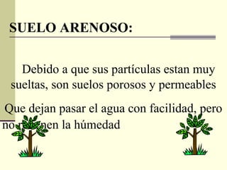 SUELO ARENOSO:

   Debido a que sus partículas estan muy
 sueltas, son suelos porosos y permeables
Que dejan pasar el agua con facilidad, pero
no retienen la húmedad
 