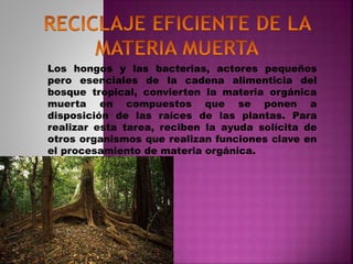 Los hongos y las bacterias, actores pequeños
pero esenciales de la cadena alimenticia del
bosque tropical, convierten la materia orgánica
muerta en compuestos que se ponen a
disposición de las raíces de las plantas. Para
realizar esta tarea, reciben la ayuda solícita de
otros organismos que realizan funciones clave en
el procesamiento de materia orgánica.
 