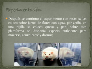 Después se continuo el experimento con ratas; se las
 colocó sobre jarros de flores con agua, por arriba en
 una rejilla se colocó queso y pan; sobre esta
 plataforma se disponía espacio suficiente para
 moverse, acurrucarse y dormir;
 