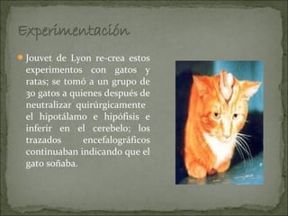  Jouvet de Lyon re-crea estos
 experimentos con gatos y
 ratas; se tomó a un grupo de
 30 gatos a quienes después de
 neutralizar quirúrgicamente
 el hipotálamo e hipófisis e
 inferir en el cerebelo; los
 trazados      encefalográficos
 continuaban indicando que el
 gato soñaba.
 