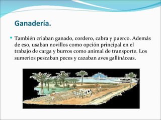 Ganadería.
 También criaban ganado, cordero, cabra y puerco. Además
 de eso, usaban novillos como opción principal en el
 trabajo de carga y burros como animal de transporte. Los
 sumerios pescaban peces y cazaban aves gallináceas.
 