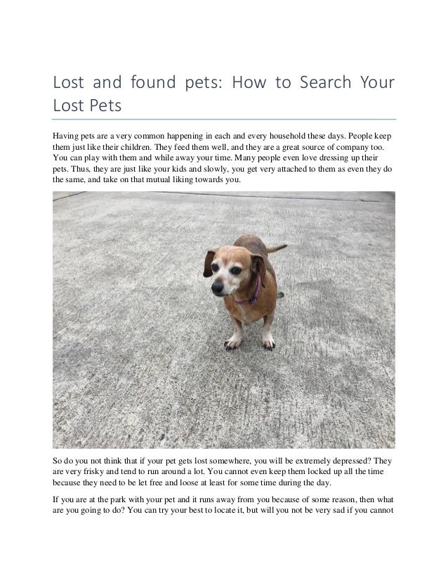 lost dog search