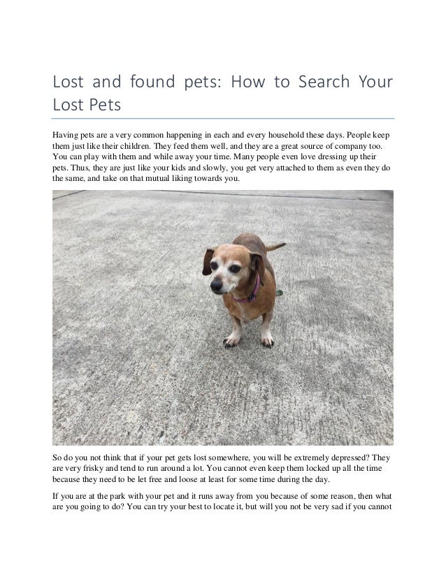lost pet search