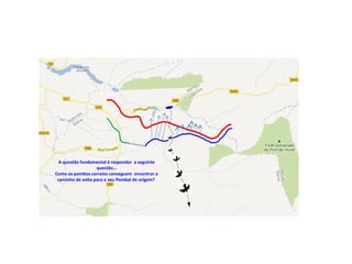 A questão fundamental é responder a seguinte
questão...
Como os pombos correios conseguem encontrar o
caminho de volta para o seu Pombal de origem?
 