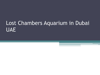 Lost Chambers Aquarium in Dubai
UAE
 