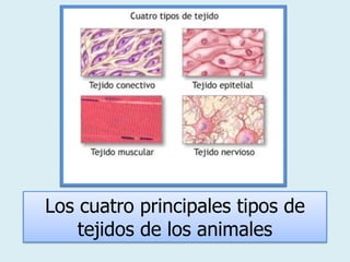 Los cuatro principales tipos de tejidos de los animales  