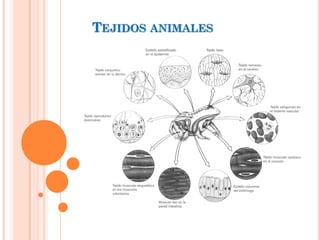 TEJIDOS ANIMALES
 