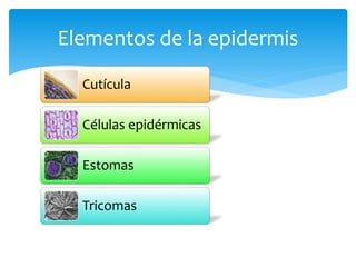 Elementos de la epidermis
Cutícula
Células epidérmicas
Estomas
Tricomas
 