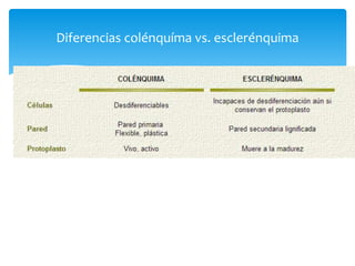 Diferencias colénquíma vs. esclerénquima
 