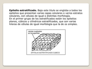 Epitelio estratificado. Bajo este titulo se engloba a todos los
epitelios que presentan varias capas celulares o varios estratos
celulares, con células de igual o distintas morfología.
En el primer grupo de los estratificados están los epitelios
planos, cúbicos y cilíndricos estratificados, que son varias
hileras de células de igual morfología que la de os simples.
 