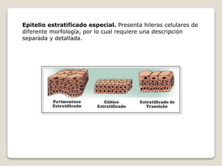 Epitelio estratificado especial. Presenta hileras celulares de
diferente morfología, por lo cual requiere una descripción
separada y detallada.
 