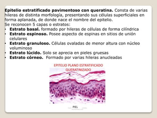 Epitelio estratificado pavimentoso con queratina. Consta de varias
hileras de distinta morfología, presentando sus células superficiales en
forma aplanada, de donde nace el nombre del epitelio.
Se reconocen 5 capas o estratos:
• Estrato basal. formado por hileras de células de forma cilíndrica
• Estrato espinoso. Posee aspecto de espinas en sitios de unión
celulares
• Estrato granuloso. Células ovaladas de menor altura con núcleo
voluminoso
• Estrato lúcido. Solo se aprecia en pieles gruesas
• Estrato córneo. Formado por varias hileras anucleadas
 
