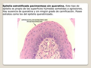 Epitelio estratificado pavimentoso sin queratina. Este tipo de
epitelio es propio de las superficies húmedas sometidas a agresiones.
Hay ausencia de queratina y sin ningún grado de carnificación. Posee
estratos como los del epitelio queratinizado.
 