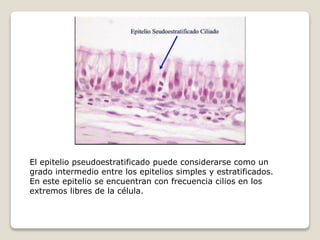 El epitelio pseudoestratificado puede considerarse como un
grado intermedio entre los epitelios simples y estratificados.
En este epitelio se encuentran con frecuencia cilios en los
extremos libres de la célula.
 