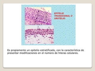Es propiamente un epitelio estratificado, con la característica de
presentar modificaciones en el número de hileras celulares.
 