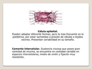 Célula epitelial.
Pueden adoptar diferente formas, pero la mas frecuente es la
poliédrica, por estar sometidas a presión de células o tejidos
vecinos. Presentan variabilidad en su tamaño.
Cemento intercelular. Sustancia viscosa que posee gran
cantidad de mucina, se encuentra en cantidad variable en
espacios intercelulares, medio de unión y fijación muy
resistente.
 