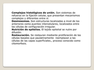 Complejos histológicos de unión. Son sistemas de
refuerzo en la fijación celular, que presentan mecanismos
complejos y diferentes entre sí.
Desmosomas. Son estructuras localizadas a nivel de los
anteriores como puentes intercelulares, localizados entre
las células de configuración irregular.
Nutrición de epitelios. El tejido epitelial se nutre por
difusión.
Restauración. Se restauran mediante proliferación de las
células basales que paulatinamente reemplazan a las
células de las capas superficiales., proceso conocido como
citomorfosis.
 
