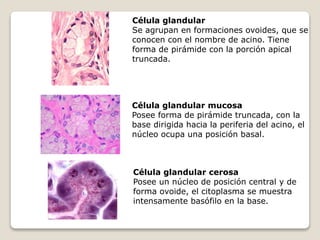 Célula glandular
Se agrupan en formaciones ovoides, que se
conocen con el nombre de acino. Tiene
forma de pirámide con la porción apical
truncada.
Célula glandular mucosa
Posee forma de pirámide truncada, con la
base dirigida hacia la periferia del acino, el
núcleo ocupa una posición basal.
Célula glandular cerosa
Posee un núcleo de posición central y de
forma ovoide, el citoplasma se muestra
intensamente basófilo en la base.
 