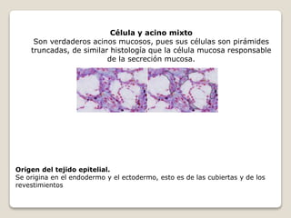Célula y acino mixto
Son verdaderos acinos mucosos, pues sus células son pirámides
truncadas, de similar histología que la célula mucosa responsable
de la secreción mucosa.
Origen del tejido epitelial.
Se origina en el endodermo y el ectodermo, esto es de las cubiertas y de los
revestimientos
 