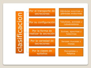 clasificacion
Por el transporte de
secreciones
Por su configuración
Por la forma de
realizar la secreción
Por la variedad de
secreciones
Por la clases de
epitelios
Glándulas exocrinas y
glándulas endocrinas
Tubulosas, acinosas y
tuboalveolares
Ecrinas, apocrinas y
holocrinas
Serosas mucosas y
mixtas
Monoptidas y
Poliptica
 