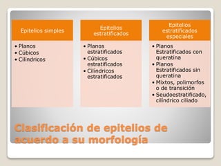 Clasificación de epitelios de
acuerdo a su morfología
Epitelios simples
• Planos
• Cúbicos
• Cilíndricos
Epitelios
estratificados
• Planos
estratificados
• Cúbicos
estratificados
• Cilíndricos
estratificados
Epitelios
estratificados
especiales
• Planos
Estratificados con
queratina
• Planos
Estratificados sin
queratina
• Mixtos, polimorfos
o de transición
• Seudoestratificado,
cilíndrico ciliado
 