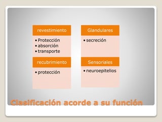 Clasificación acorde a su función
revestimiento
• Protección
• absorción
• transporte
recubrimiento
• protección
Glandulares
• secreción
Sensoriales
• neuroepitelios
 