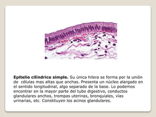 Epitelio cilíndrico simple. Su única hilera se forma por la unión
de células mas altas que anchas. Presenta un núcleo alargado en
el sentido longitudinal, algo separado de la base. Lo podemos
encontrar en la mayor parte del tubo digestivo, conductos
glandulares anchos, trompas uterinas, bronquiales, vías
urinarias, etc. Constituyen los acinos glandulares.
 