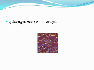  4.Sanguíneo: es la sangre.
 
