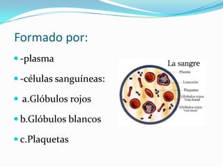 Formado por:
 -plasma

 -células sanguíneas:

 a.Glóbulos rojos

 b.Glóbulos blancos

 c.Plaquetas
 