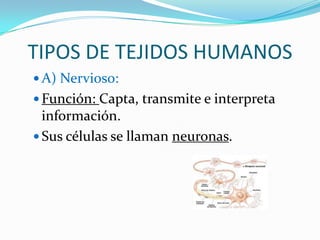 TIPOS DE TEJIDOS HUMANOS
 A) Nervioso:
 Función: Capta, transmite e interpreta
  información.
 Sus células se llaman neuronas.
 