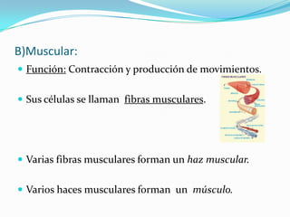 B)Muscular:
 Función: Contracción y producción de movimientos.


 Sus células se llaman fibras musculares.




 Varias fibras musculares forman un haz muscular.


 Varios haces musculares forman un músculo.
 