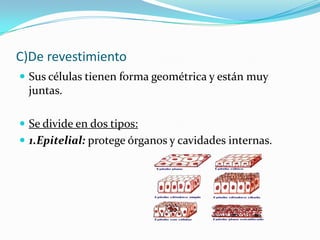 C)De revestimiento
 Sus células tienen forma geométrica y están muy
  juntas.

 Se divide en dos tipos:
 1.Epitelial: protege órganos y cavidades internas.
 