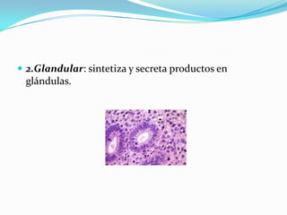  2.Glandular: sintetiza y secreta productos en
 glándulas.
 