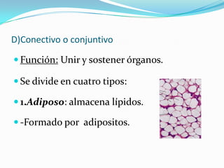 D)Conectivo o conjuntivo

 Función: Unir y sostener órganos.

 Se divide en cuatro tipos:

 1.Adiposo: almacena lípidos.

 -Formado por adipositos.
 