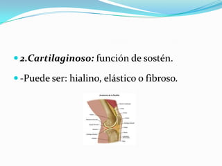  2.Cartilaginoso: función de sostén.

 -Puede ser: hialino, elástico o fibroso.
 