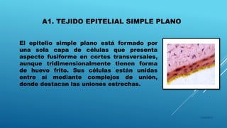 A1. TEJIDO EPITELIAL SIMPLE PLANO
El epitelio simple plano está formado por
una sola capa de células que presenta
aspecto fusiforme en cortes transversales,
aunque tridimensionalmente tienen forma
de huevo frito. Sus células están unidas
entre sí mediante complejos de unión,
donde destacan las uniones estrechas.
16/04/2015
 