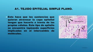 A1. TEJIDO EPITELIAL SIMPLE PLANO.
 Esto hace que las sustancias que
quieran atravesar la capa epitelial
tengan que hacerlo a través de las
propias células. Este tipo de epitelio
se encuentra tapizando superficies
implicadas en el intercambio de
moléculas.
16/04/2015
 