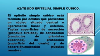 A2:TEJIDO EPITELIAL SIMPLE CUBICO.
16/04/2015
El epitelio simple cúbico está
formado por células que presentan
un núcleo situado central o
ligeramente basal y esférico.
Tapiza superficies de secreción
(glándula tiroides), de conducción
(conductos de glándulas
exocrinas), de protección
(superficie del ovario) y de
absorción/excreción (túbulos
renales).
 