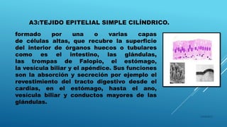 A3:TEJIDO EPITELIAL SIMPLE CILÍNDRICO.
16/04/2015
formado por una o varias capas
de células altas, que recubre la superficie
del interior de órganos huecos o tubulares
como es el intestino, las glándulas,
las trompas de Falopio, el estómago,
la vesícula biliar y el apéndice. Sus funciones
son la absorción y secreción por ejemplo el
revestimiento del tracto digestivo desde el
cardias, en el estómago, hasta el ano,
vesícula biliar y conductos mayores de las
glándulas.
 